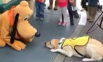 This Guide Dog Met Pluto At Disneyland, What Happened Next Is Adorable!