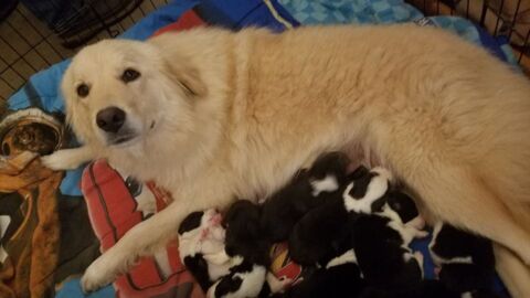 This Poor Dog Lost All Of Her Puppies In A Fire... But Then Something Amazing Happened