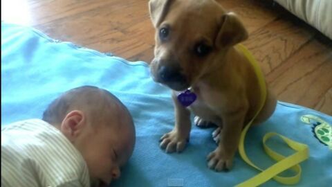 This Puppy Has The Most Adorable Reaction To The New Baby