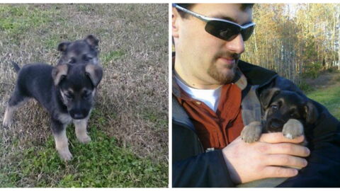 This Man Did Something Incredible After He Found Out His Dog's Brother Was Being Mistreated