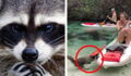 This kayaker got a huge fright when a hungry racoon came to visit