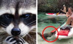 This kayaker got a huge fright when a hungry racoon came to visit