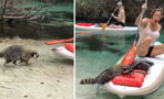 Watch as this cheeky raccoon gives a kayaker an unexpected surprise
