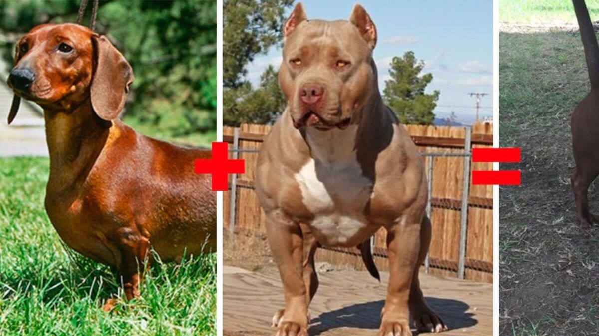 Dachshund with sale pitbull head