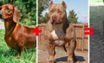 This Is What The Puppy Of A Dachshund And A Pitbull Would Really Look Like