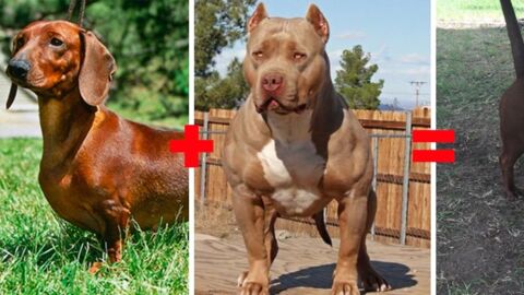 This Is What The Puppy Of A Dachshund And A Pitbull Would Really Look Like