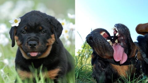 Everything You Need To Know About The Rottweiler