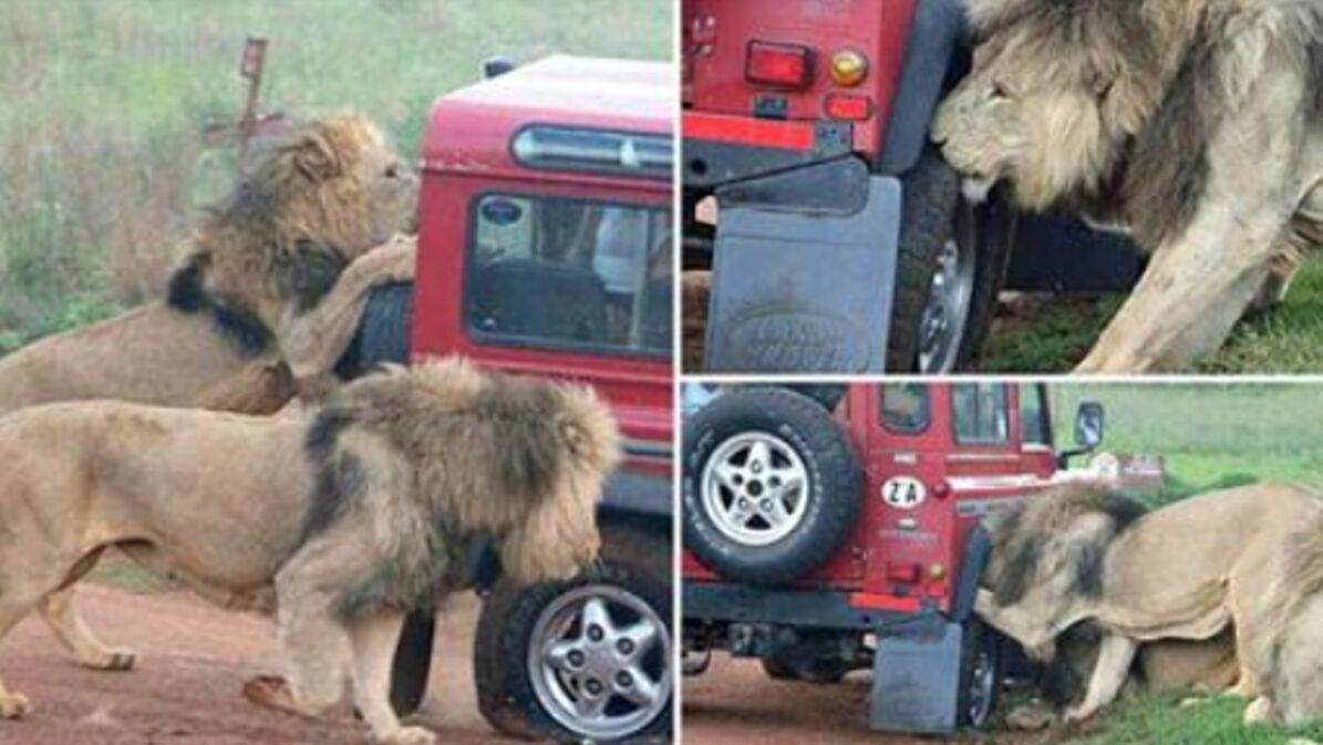 lion attack safari jeep