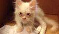 Weeks After His Rescue, This Stray Kitten's Transformation Is Incredible (WATCH)