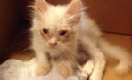 Weeks After His Rescue, This Stray Kitten's Transformation Is Incredible (WATCH)