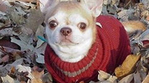 Everything You Need To Know About The Chihuahua
