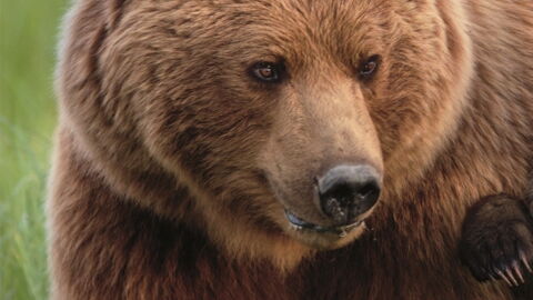 The Wild Hunt For Grizzly Bears Will Be Changing