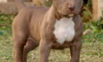 Everything You Need to Know About Pitbulls