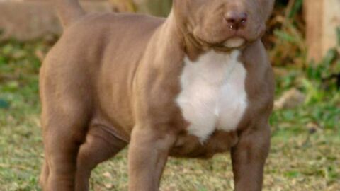Everything You Need to Know About Pitbulls