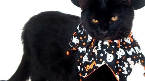 Who Says Halloween Is Just For Humans? These Are The Greatest Pet Costumes The Internet Has To Offer