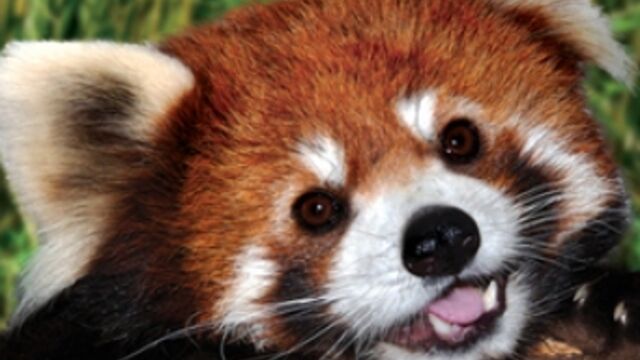 We Are Now Obsessed With These Cute Red Pandas What Do You Think