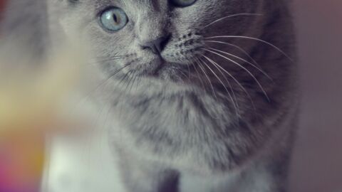 Is Your Cat One Of The Most Beautiful Breeds In The World?