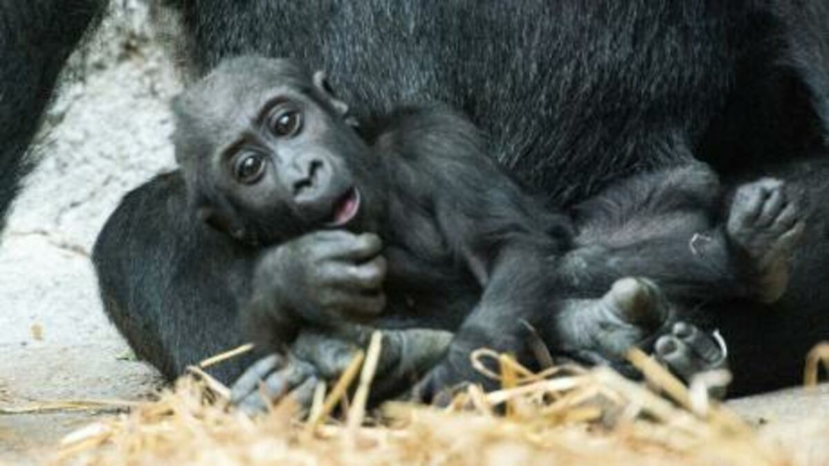 scared baby gorilla