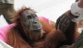 This Mother Orangutan Went Blind Trying to Protect Her Baby