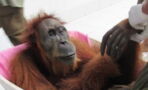 This Mother Orangutan Went Blind Trying to Protect Her Baby
