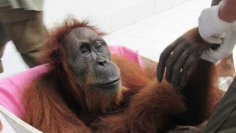 This Mother Orangutan Went Blind Trying to Protect Her Baby