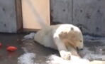 This Footage Of A Polar Bear In An American Zoo Has Sparked A Huge Debate