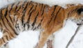 After finding this Siberian Tiger lying on his doorstep he knew he had to act fast