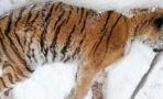 After finding this Siberian Tiger lying on his doorstep he knew he had to act fast