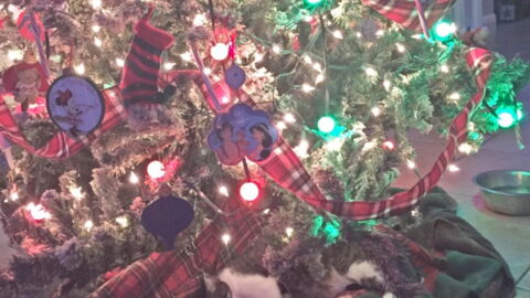 This Cat-Owner Found The Most Beautiful Surprise Beneath Her Christmas Tree