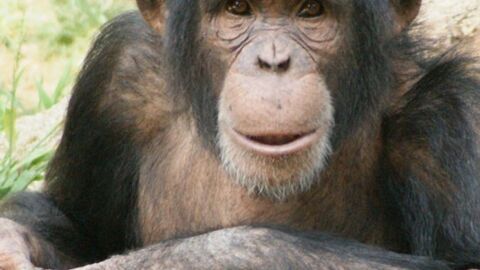 Test Yourself: Do You Know The Collective Nouns For These Groups Of Animals?