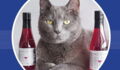 In Colorado, People Are Sharing Their Wine With Their Cats
