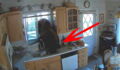 This Bear Snuck Into A House On A Mission To Steal Treats