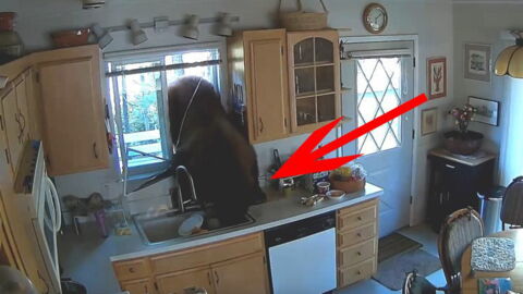 This Bear Snuck Into A House On A Mission To Steal Treats