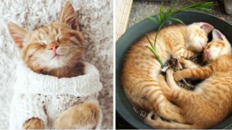 Why You Should Get A Red Cat