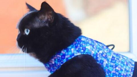 This Two-Faced Cat Is Taking Over The Internet