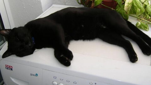 People Are Calling For Sentencing Of Woman Who Filmed Extreme Animal Abuse