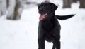 This Adorable Lab Discovers The Pleasures Of Snow