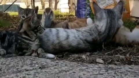 This Duckling Joining And Cuddling A Bunch Of Kittens Will Brighten Up Your Day