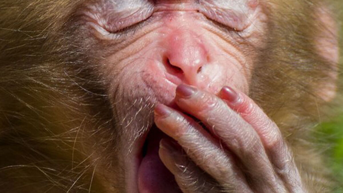 These animals waking up are the cutest things ever!