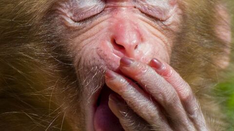 These animals waking up are the cutest things ever!