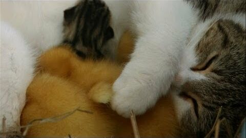 Watch As This Mama Cat Protects And Nurses Her Adopted Ducklings