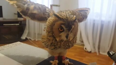 Well-Behaved Curbie The Owl Taking A Bath Proves How Adorable Owls Can Be