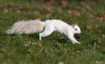 Moment A Super Rare 'Albino' Squirrel Is Spotted In UK City Centre - And It's Adorable