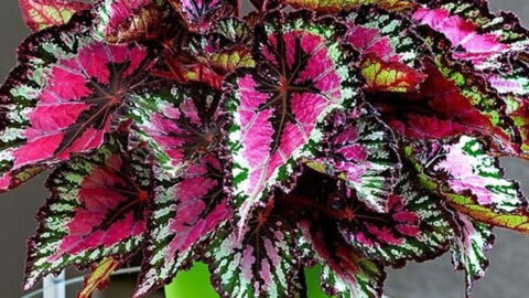 Easy Care Indoor Plants You Should Have In Your Home