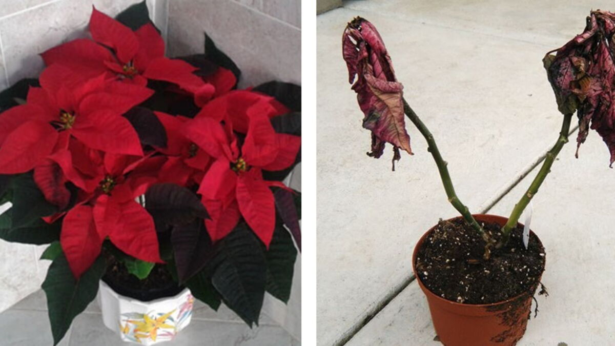 How To Make Your Poinsettia Last Longer After The Holidays