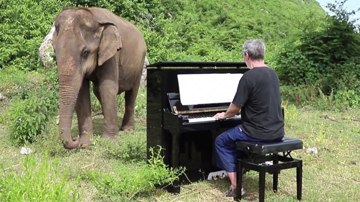 He Starts Playing The Piano For A Blind Elephant In Thailand And