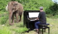 He Starts Playing The Piano For A Blind Elephant In Thailand And Something Truly Beautiful Happens
