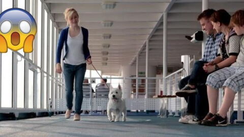 Experts Say Taking Your Furry Little Pets On Holiday Is Not The Smartest Decision