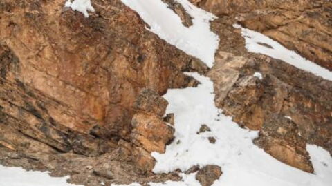 There's An Animal Hiding In This Image - But Almost Nobody Can See It