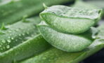 All You Need To Know About The Benefits Of Aloe Vera